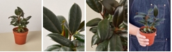 House Plant Shop Ficus Elastica 'Burgundy' Live Plant, 4" Pot